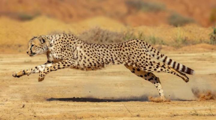 Cornellskop Farm Stay