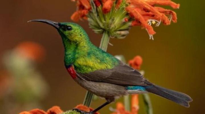 Cornellskop Farm Stay