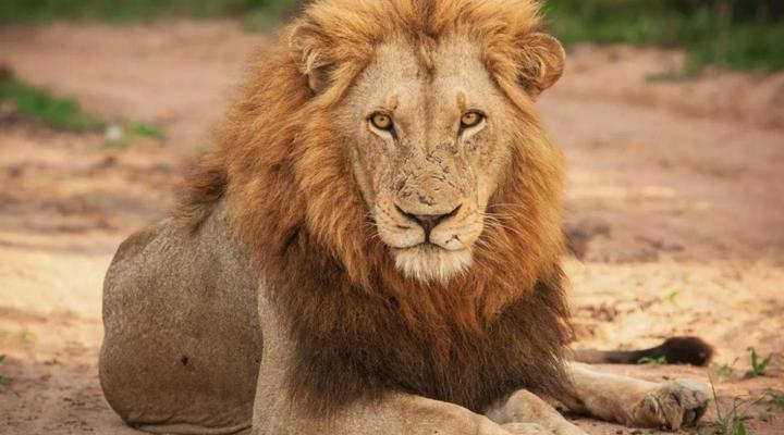 Inyati Game Lodge, Sabi Sand Nature Reserve