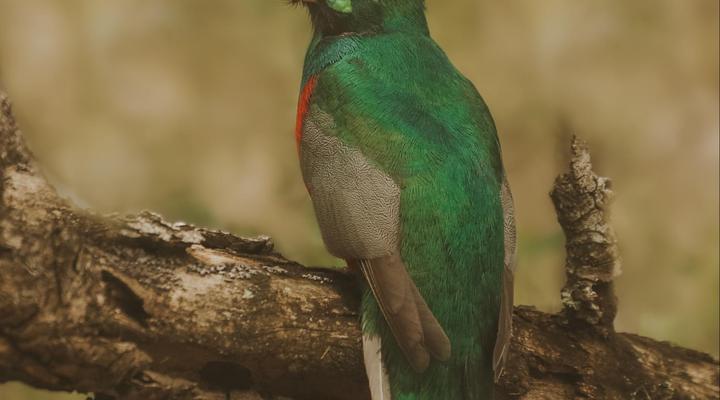 Makhasa Private Game Lodge