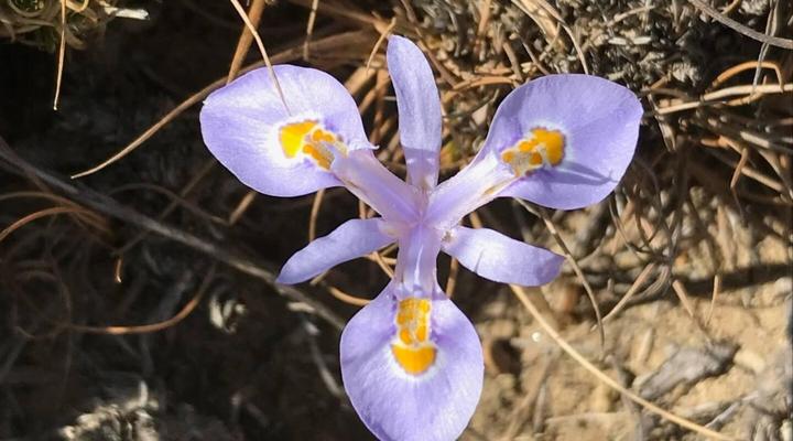 Mvemve Lodge at GrootPoort