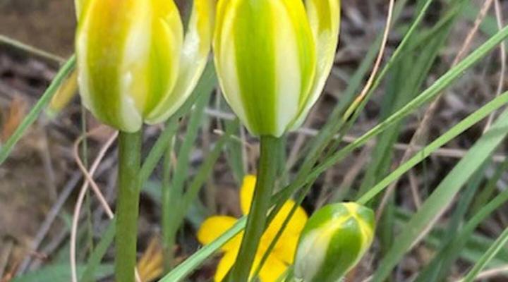 Mvemve Lodge at GrootPoort