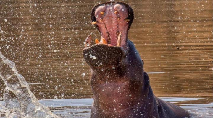 Duesternbrook Safari Guest Farm