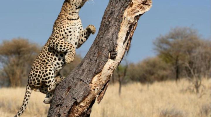 Duesternbrook Safari Guest Farm