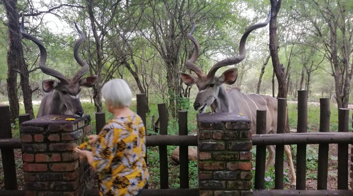 Absolute Safari Guest Lodge