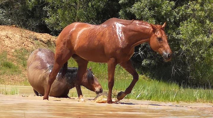 Avontuur Gastehuis en Kampterrein