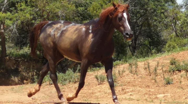 Avontuur Gastehuis en Kampterrein