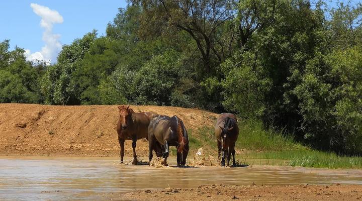Avontuur Gastehuis en Kampterrein