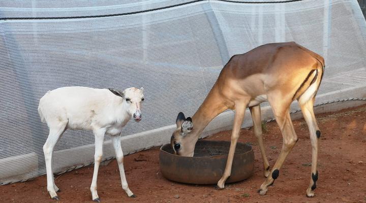 Avontuur Gastehuis en Kampterrein