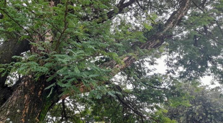 The Rose Self Catering Apartments