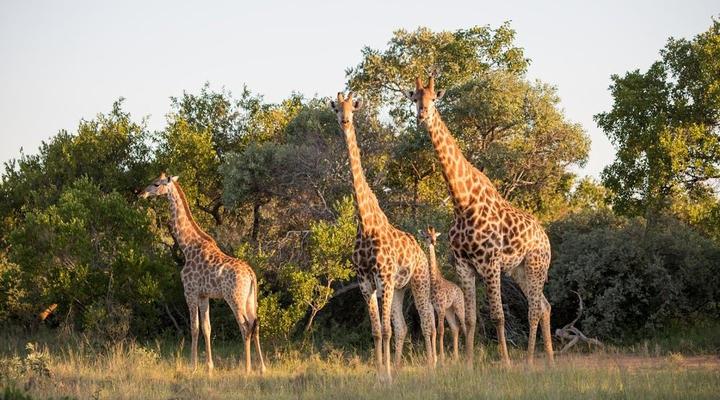 Palala Kingfisher Cottage