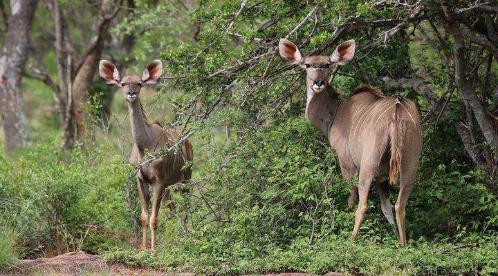 Palala Podica Chalets