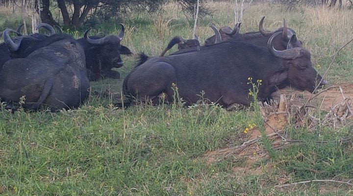 Mabalingwe Nature Reserve Self-catering House