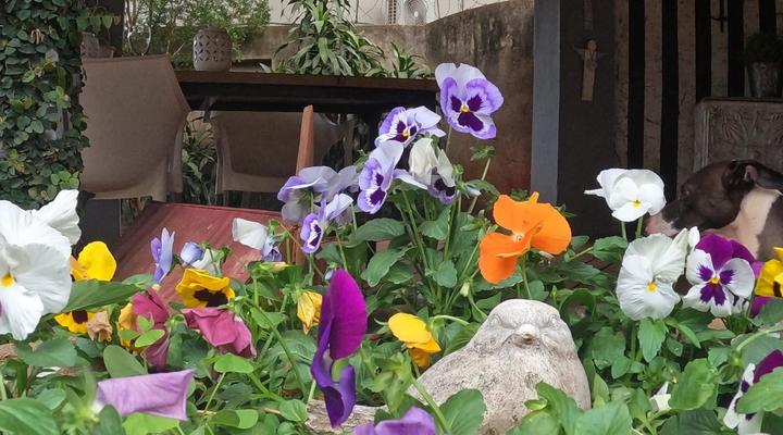 Blue Bell Guest House