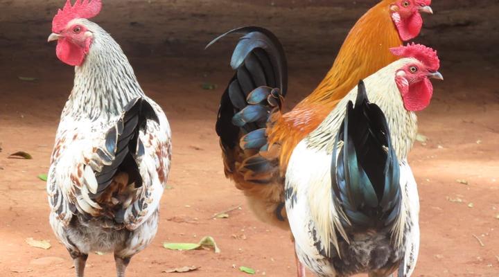 Blue Bell Guest House