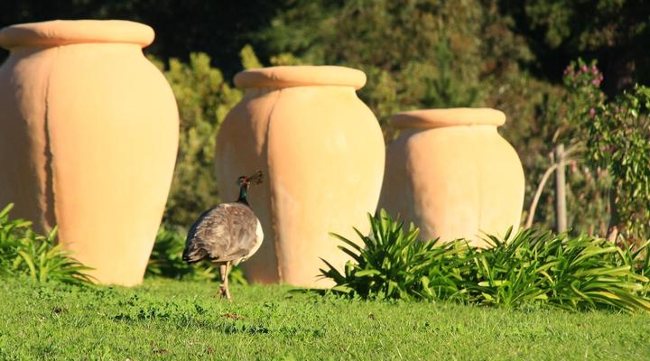 Apricot Gardens Boutique Guest House