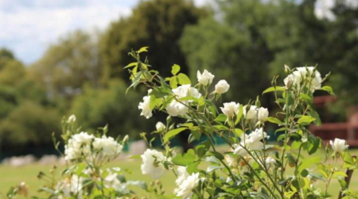 Cullinan Luxury Cottages