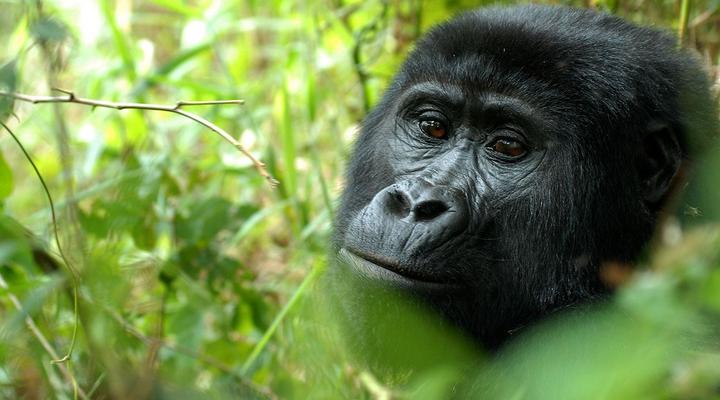 Nkuringo Bwindi Gorilla Lodge