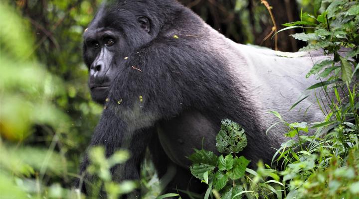 Nkuringo Bwindi Gorilla Lodge