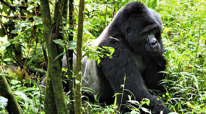 Nkuringo Bwindi Gorilla Lodge
