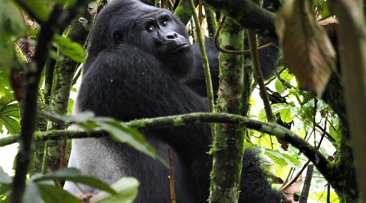Nkuringo Bwindi Gorilla Lodge