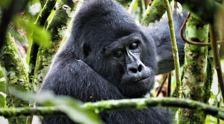 Nkuringo Bwindi Gorilla Lodge