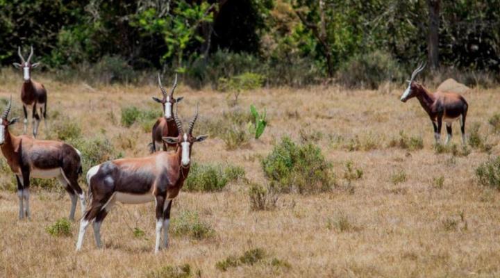 The Ranch House at African Safari Lodge