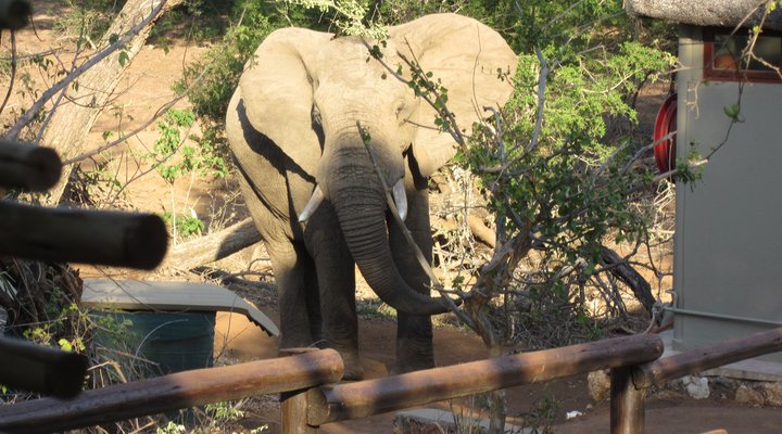 5 Night 2 pax Safari Package
