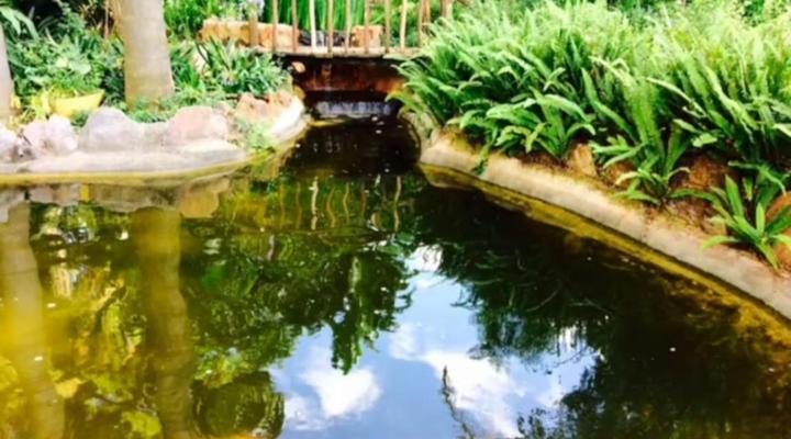 Tree Tops Guest Farm