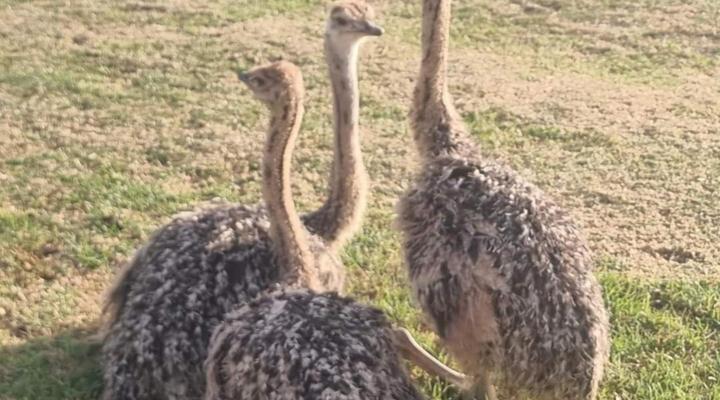 Rustic Hill Accommodation