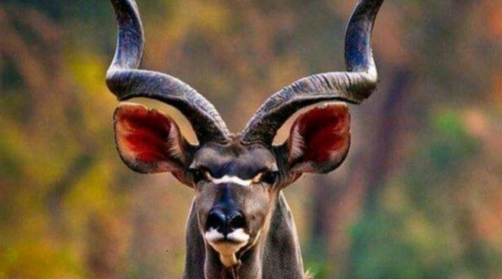 @Nature Luxury Self catering Cottages