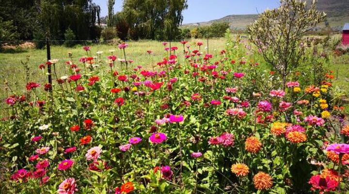 Brinkhuzien Cottage 4