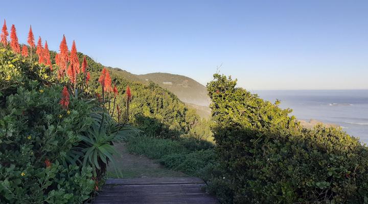 Blue Dolphin Guest Suite