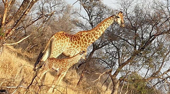 Chalet Pumba, Elephant Camp, Mabalingwe
