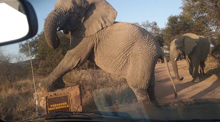 Chalet Pumba, Elephant Camp, Mabalingwe