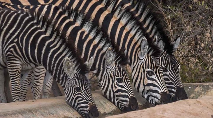Chalet Pumba, Elephant Camp, Mabalingwe