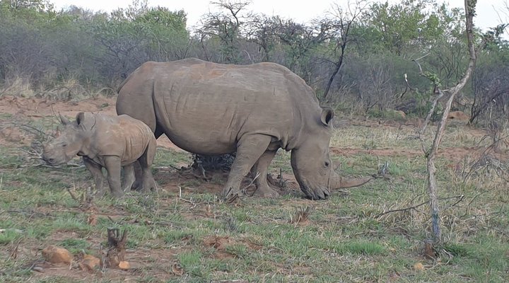 Chalet Pumba, Elephant Camp, Mabalingwe