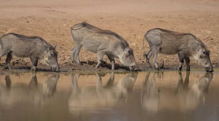 Chalet Pumba, Elephant Camp, Mabalingwe