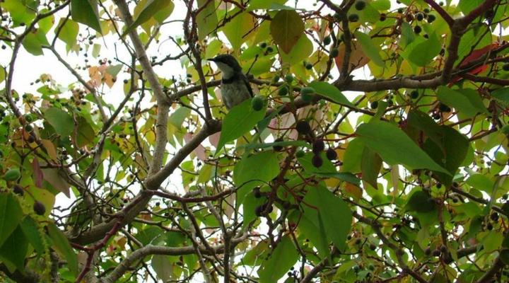 Mont Fleur - Wilderness