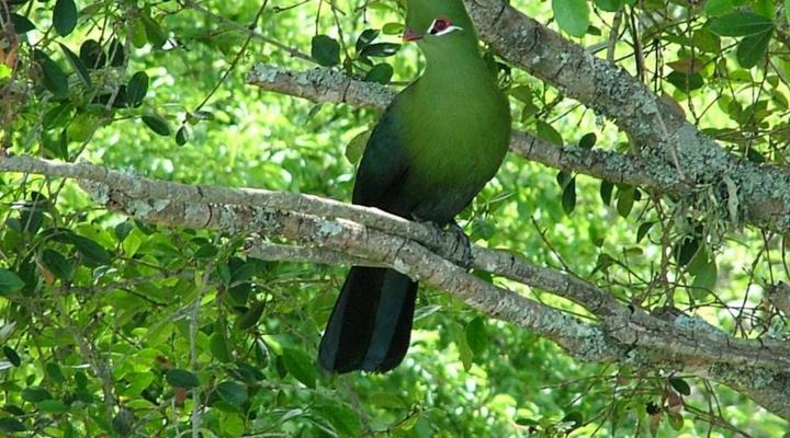 Mont Fleur - Wilderness