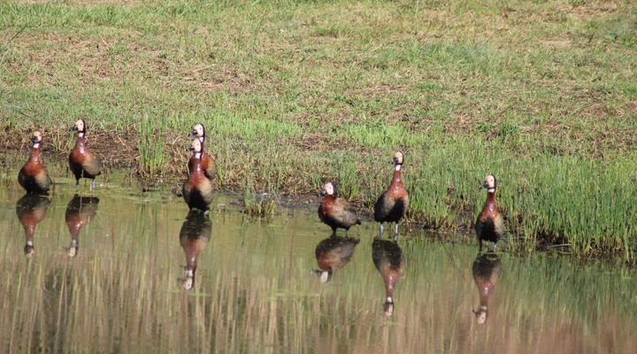 Random Harvest Country Cottages