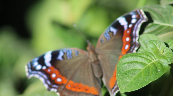 Random Harvest Country Cottages