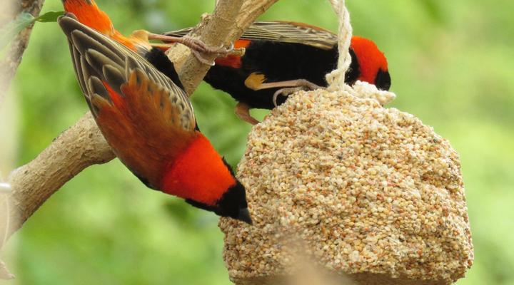 Random Harvest Country Cottages