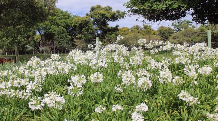 Random Harvest Country Cottages