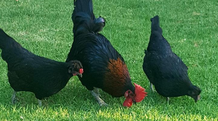 Frieden-Hof Guest Accommodation