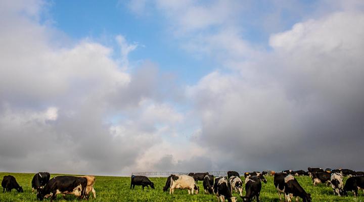 Springvale Farm Cottages