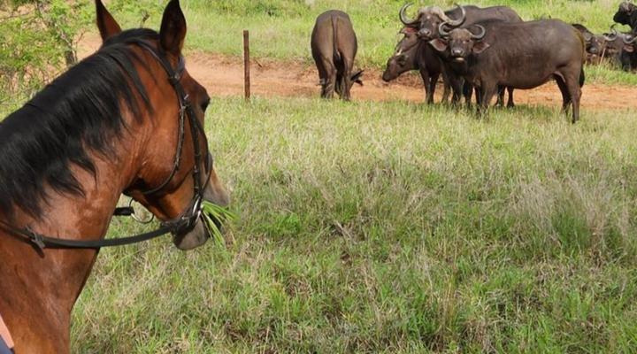 Wild Ride Safaris and Bush Camp
