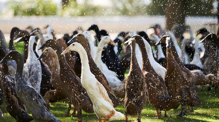 Vergenoegd Löw Boutique Hotel & Spa