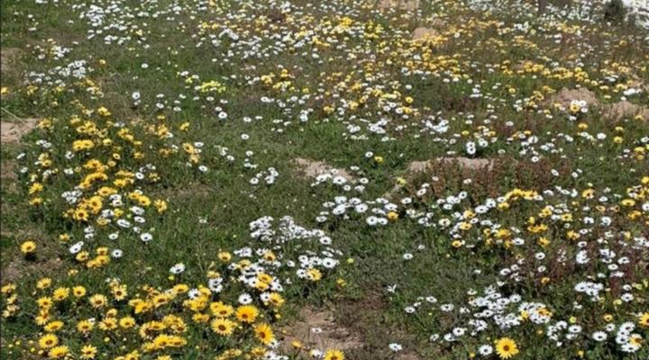 A Touch of Bushveld by the Sea