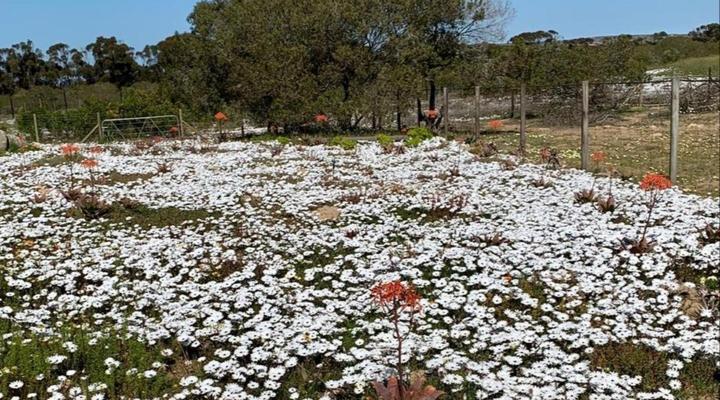 A Touch of Bushveld by the Sea